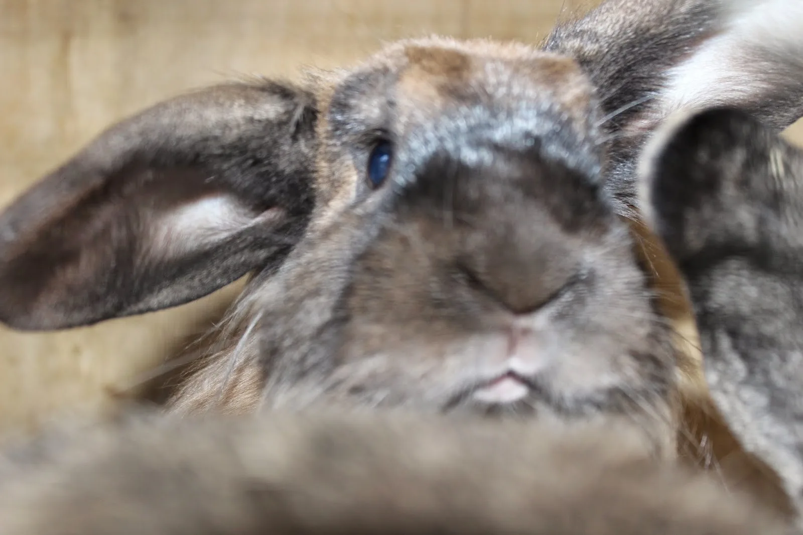 Animals In Distress