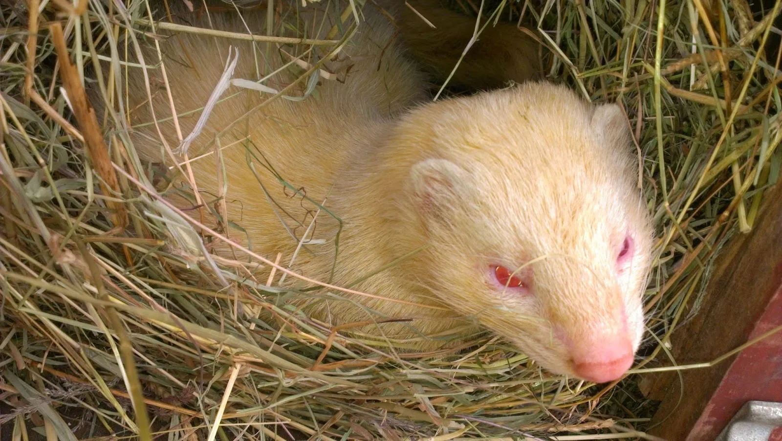 Animals In Distress
