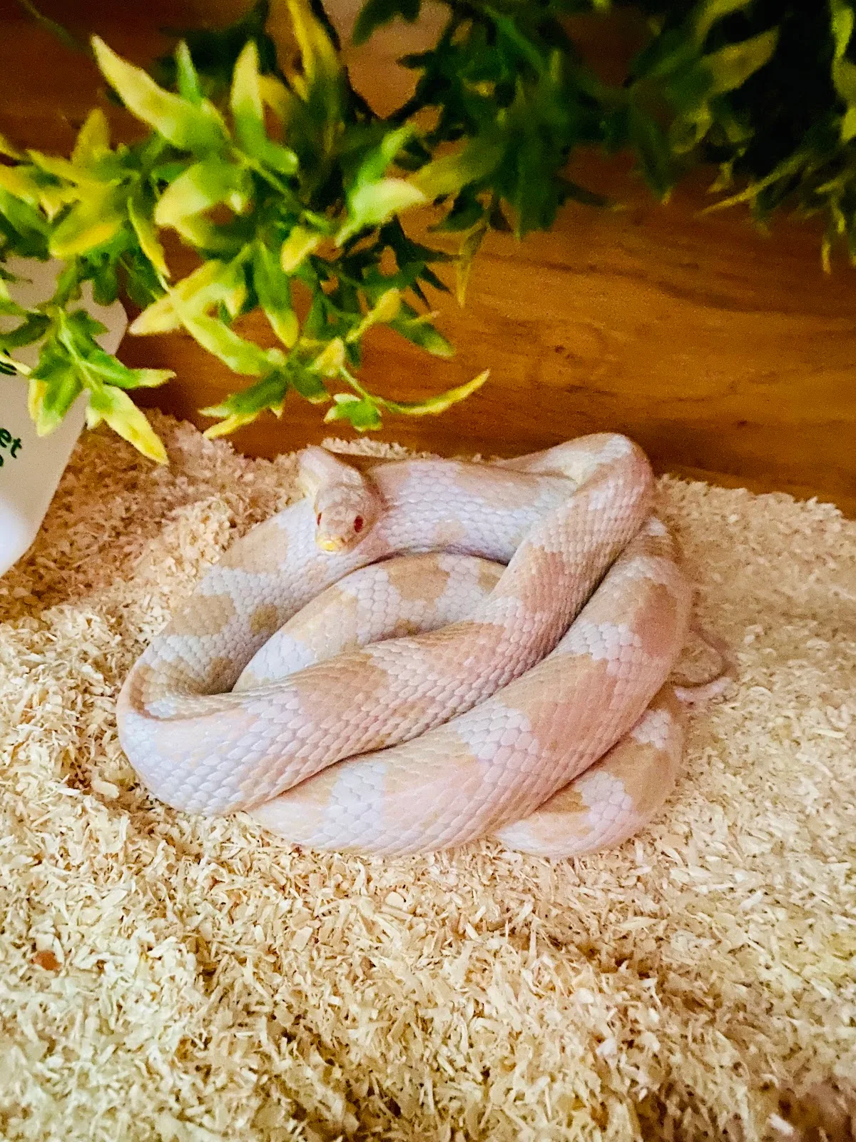 Proteus Reptile Trust