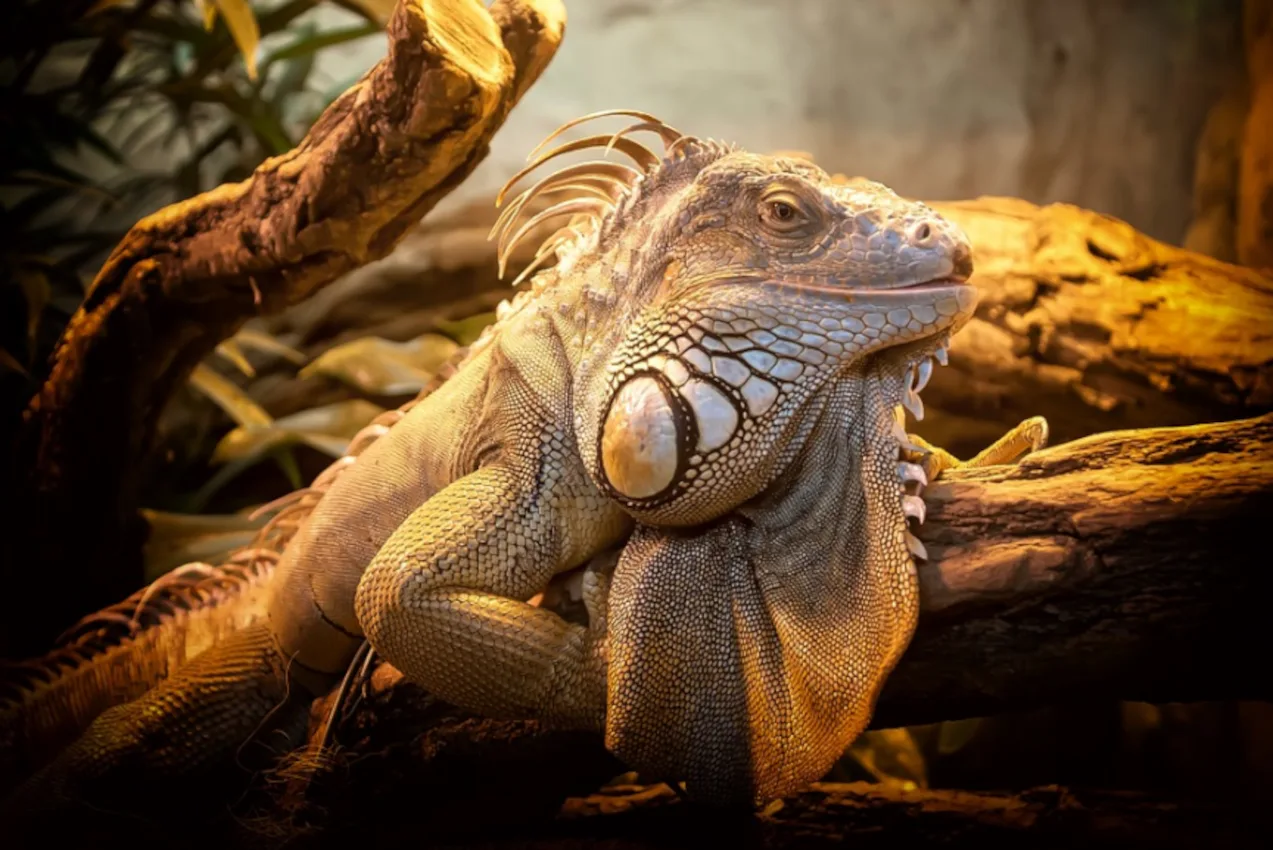 Proteus Reptile Trust