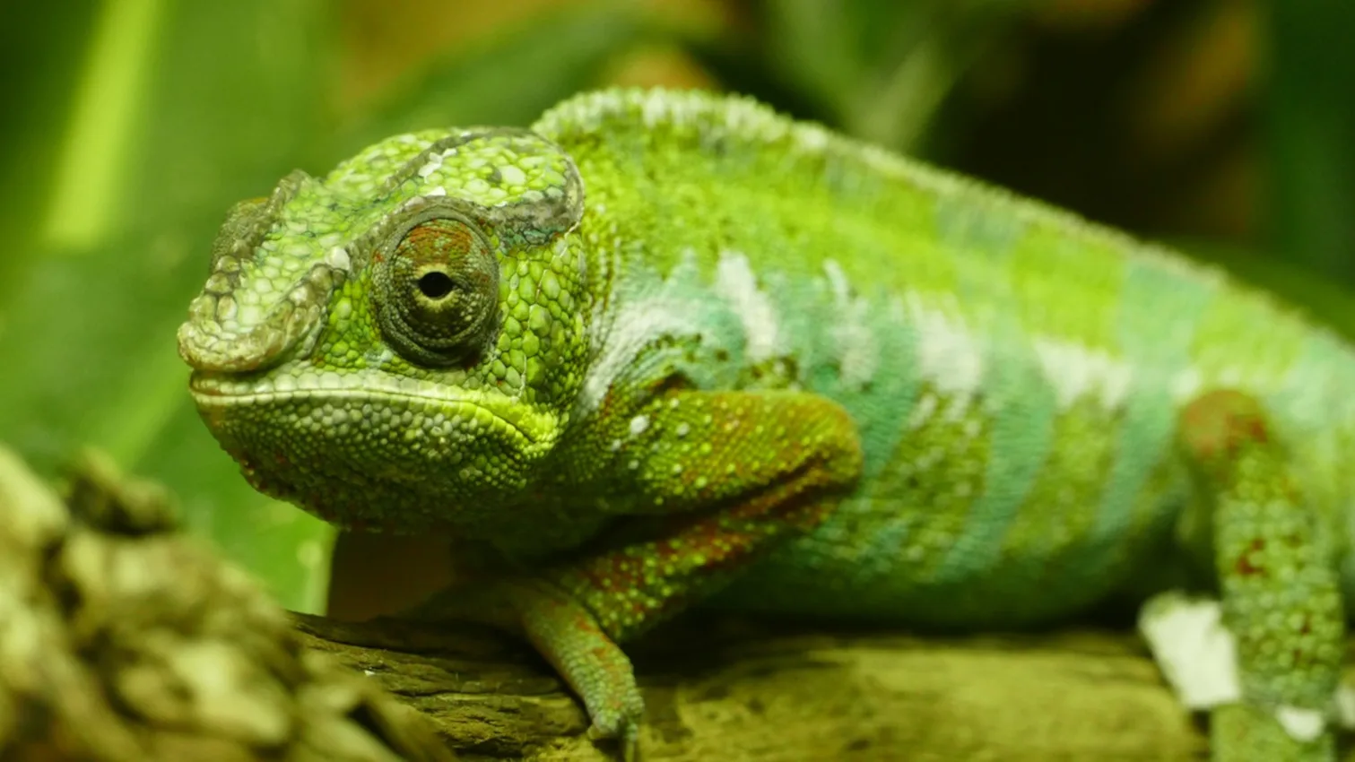 Proteus Reptile Trust