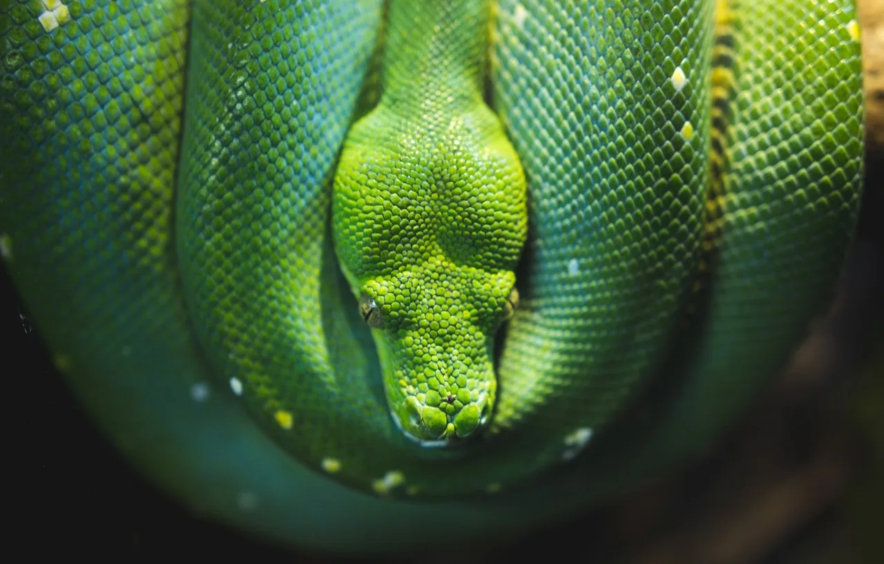 Proteus Reptile Trust