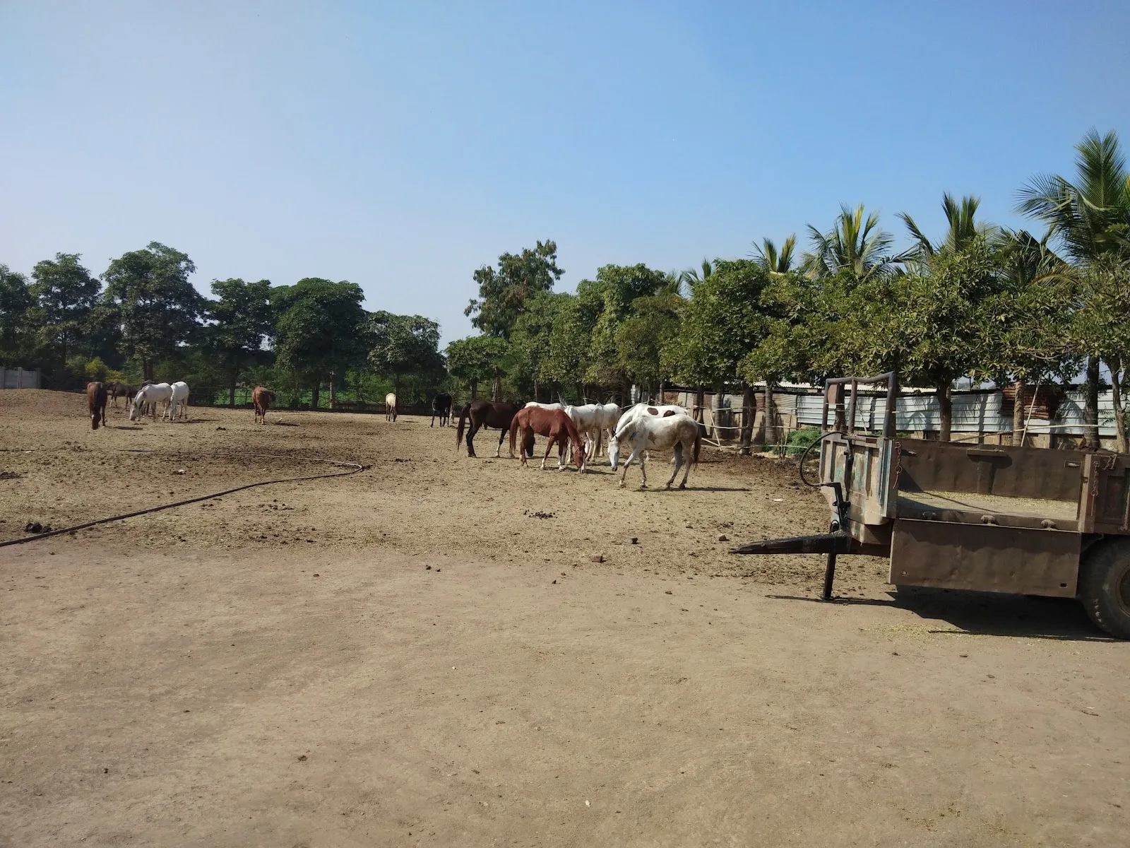 Maa Gauri Gaushala Trust