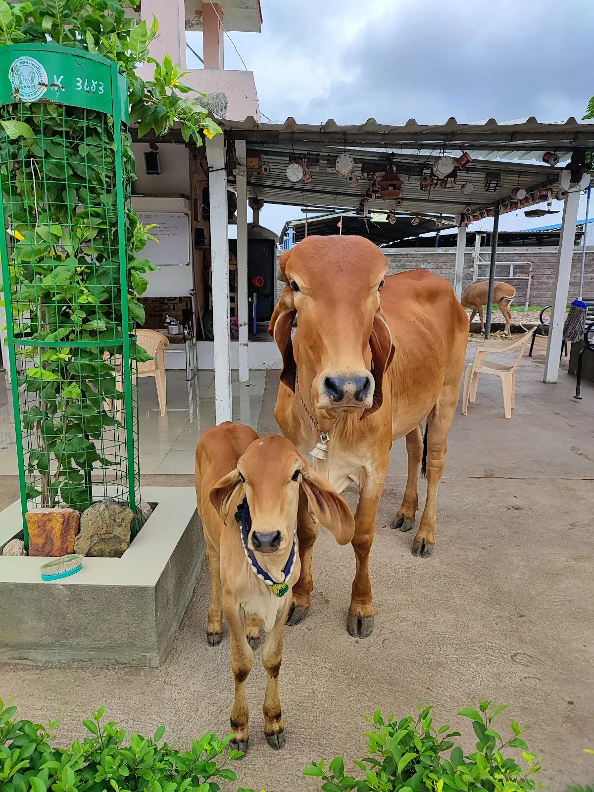 Maa Gauri Gaushala Trust