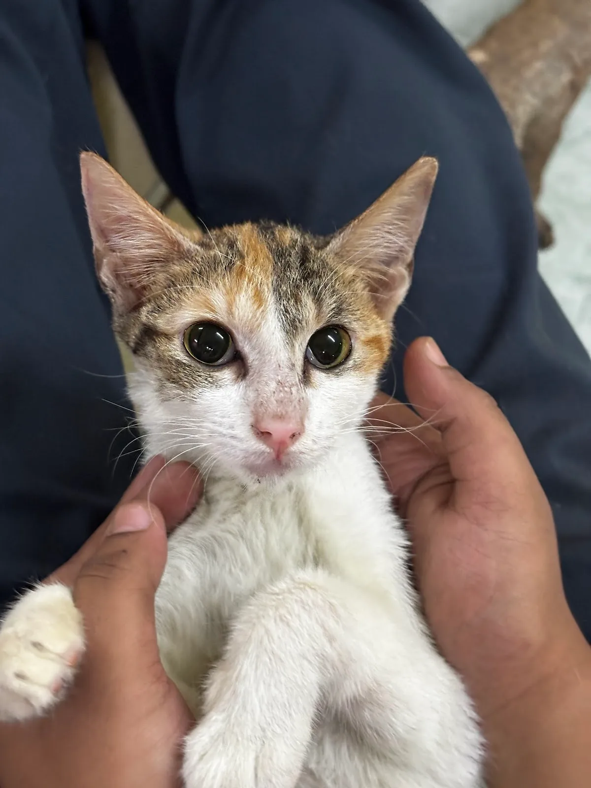 The Welfare Of Stray Dogs