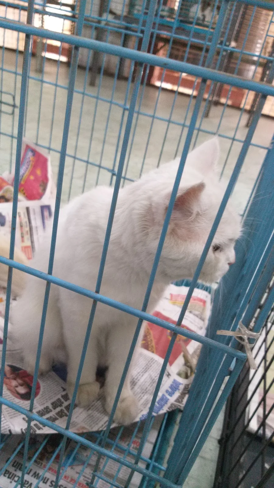 The Welfare Of Stray Dogs