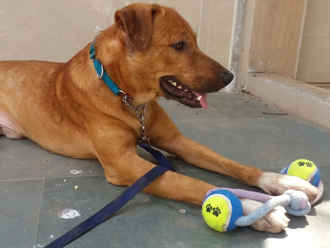The Welfare Of Stray Dogs