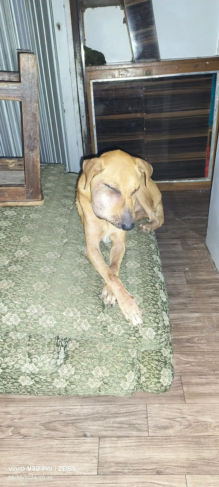 The Welfare Of Stray Dogs