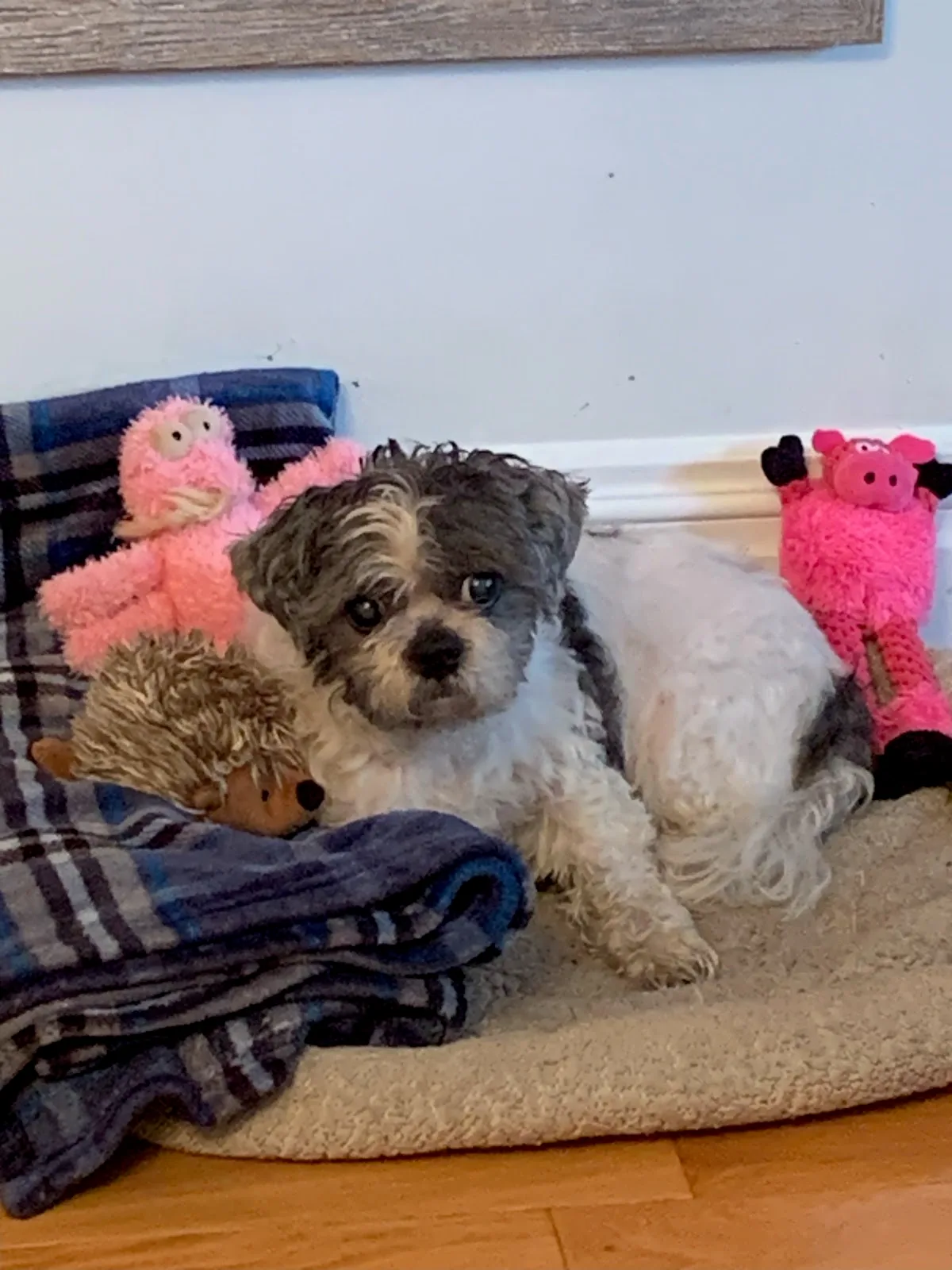 The Humane Society of New York