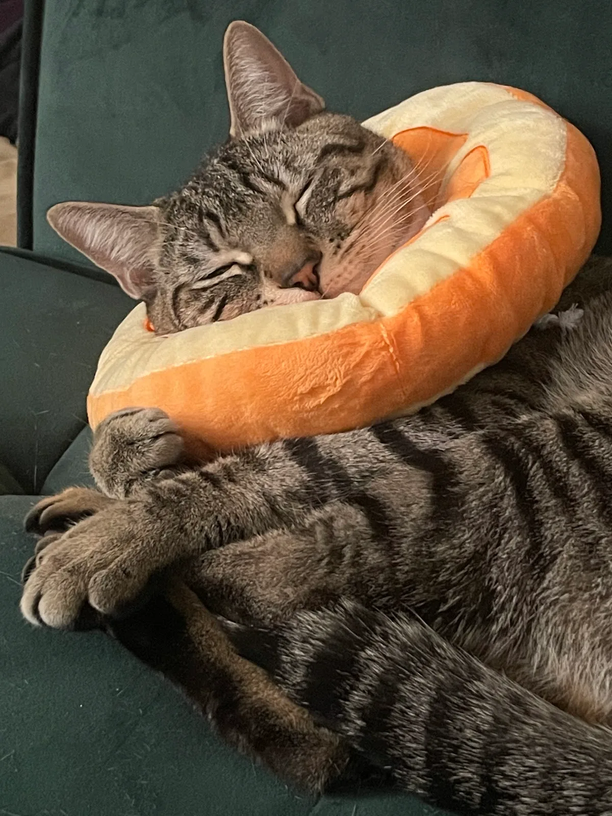 The Humane Society of New York