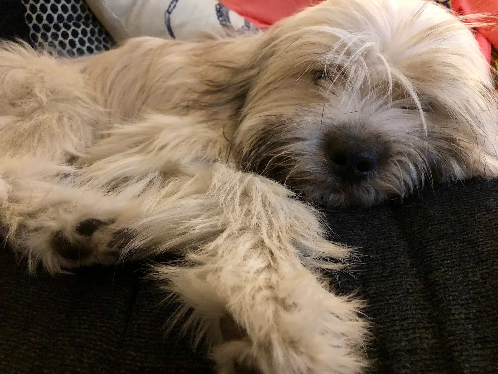 The Humane Society of New York