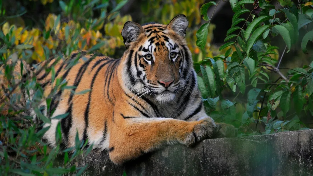 Wildlife Conservation Trust