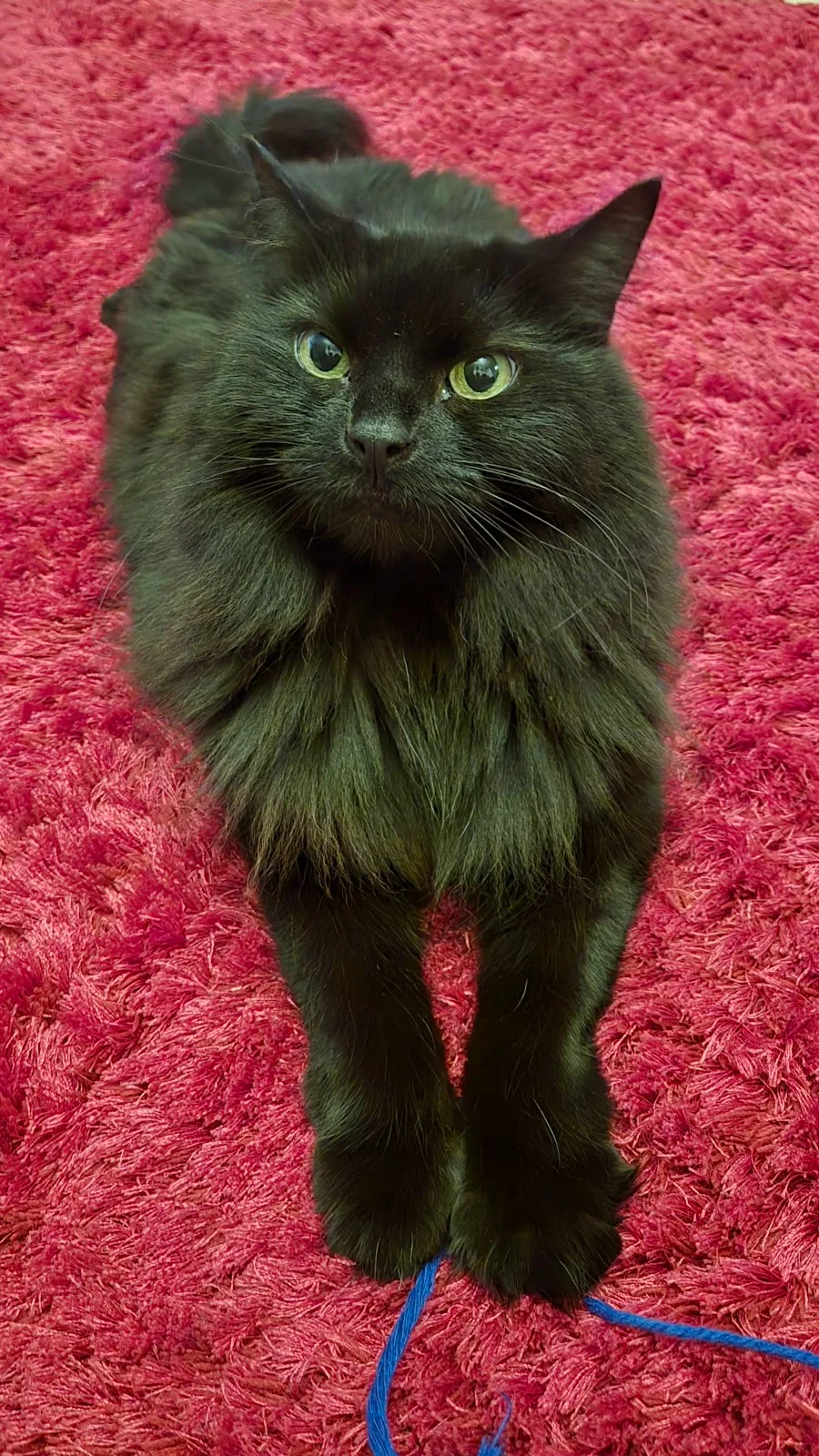 Scottish SPCA Animal Rescue and Rehoming Centre