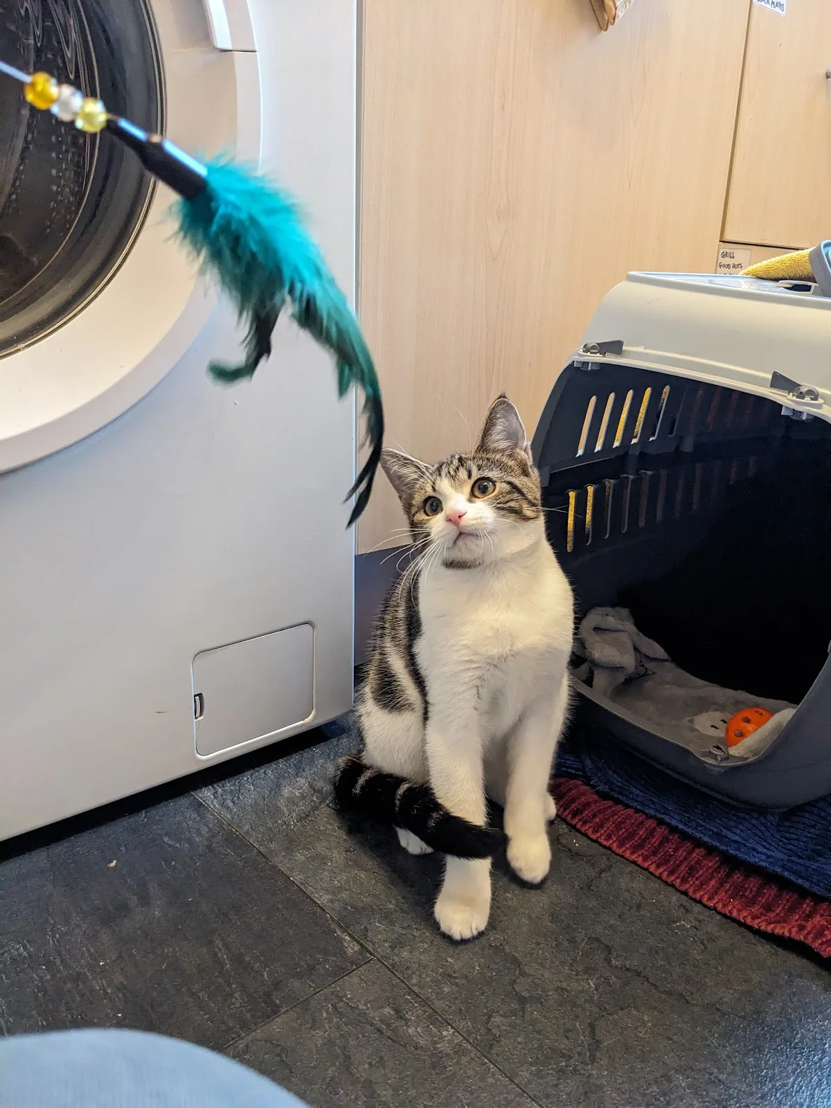 Scottish SPCA Animal Rescue and Rehoming Centre