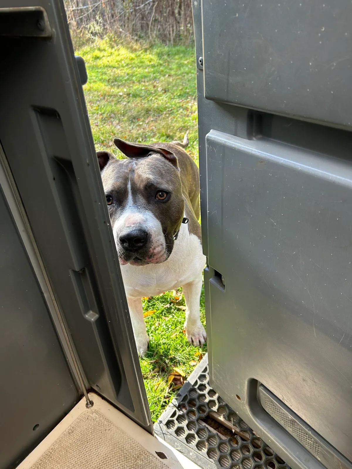 Animal Adoption Agency