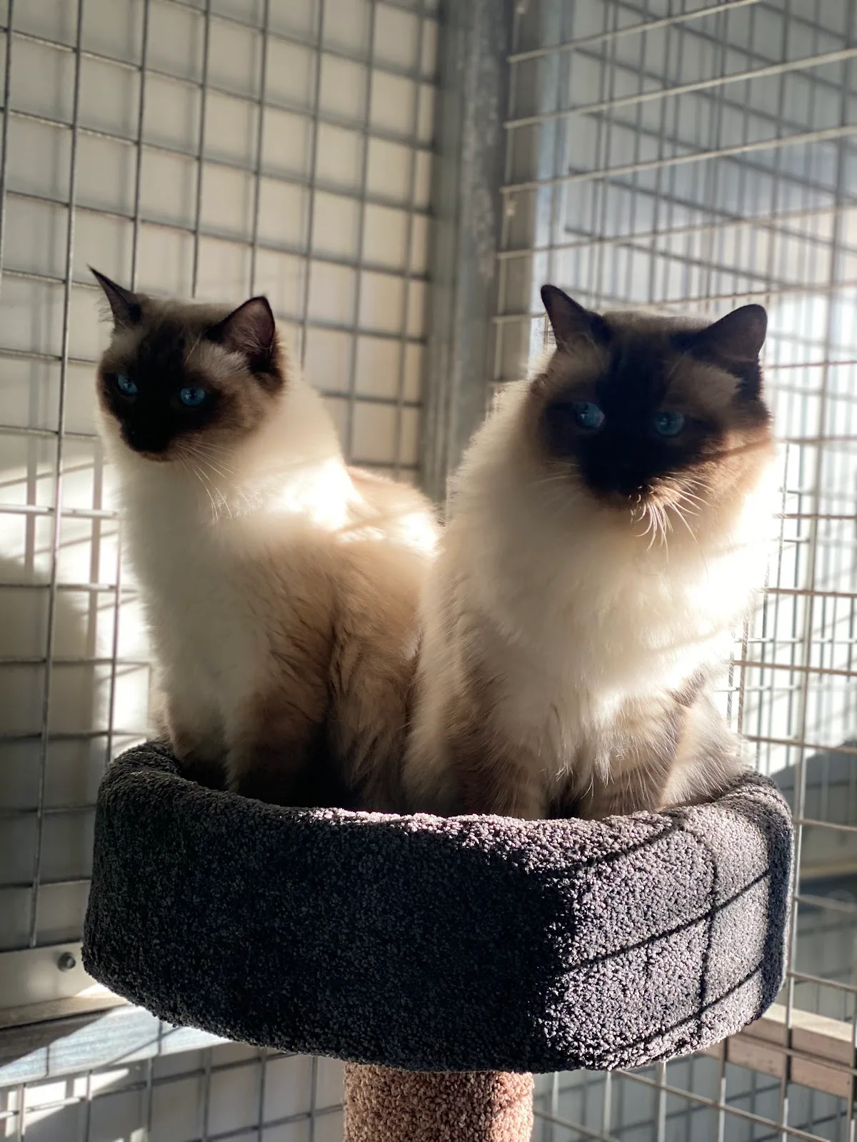 Animal Adoption Agency