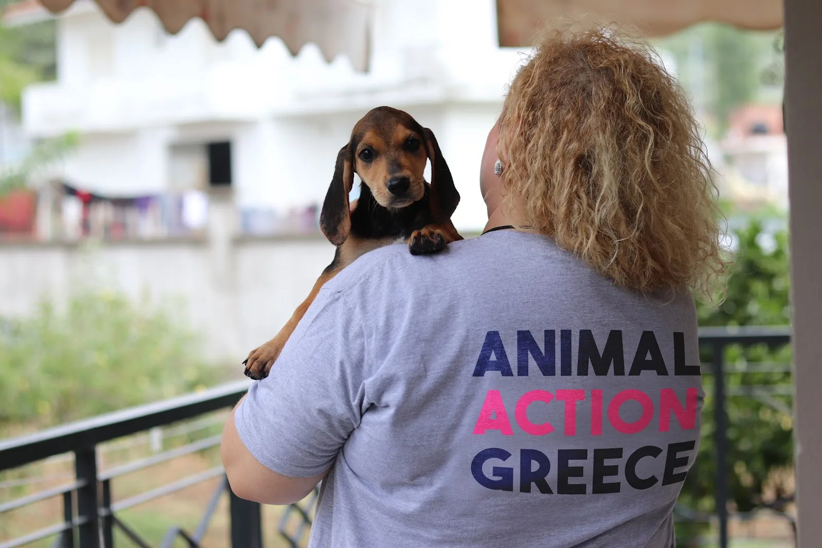 Animal Action Greece