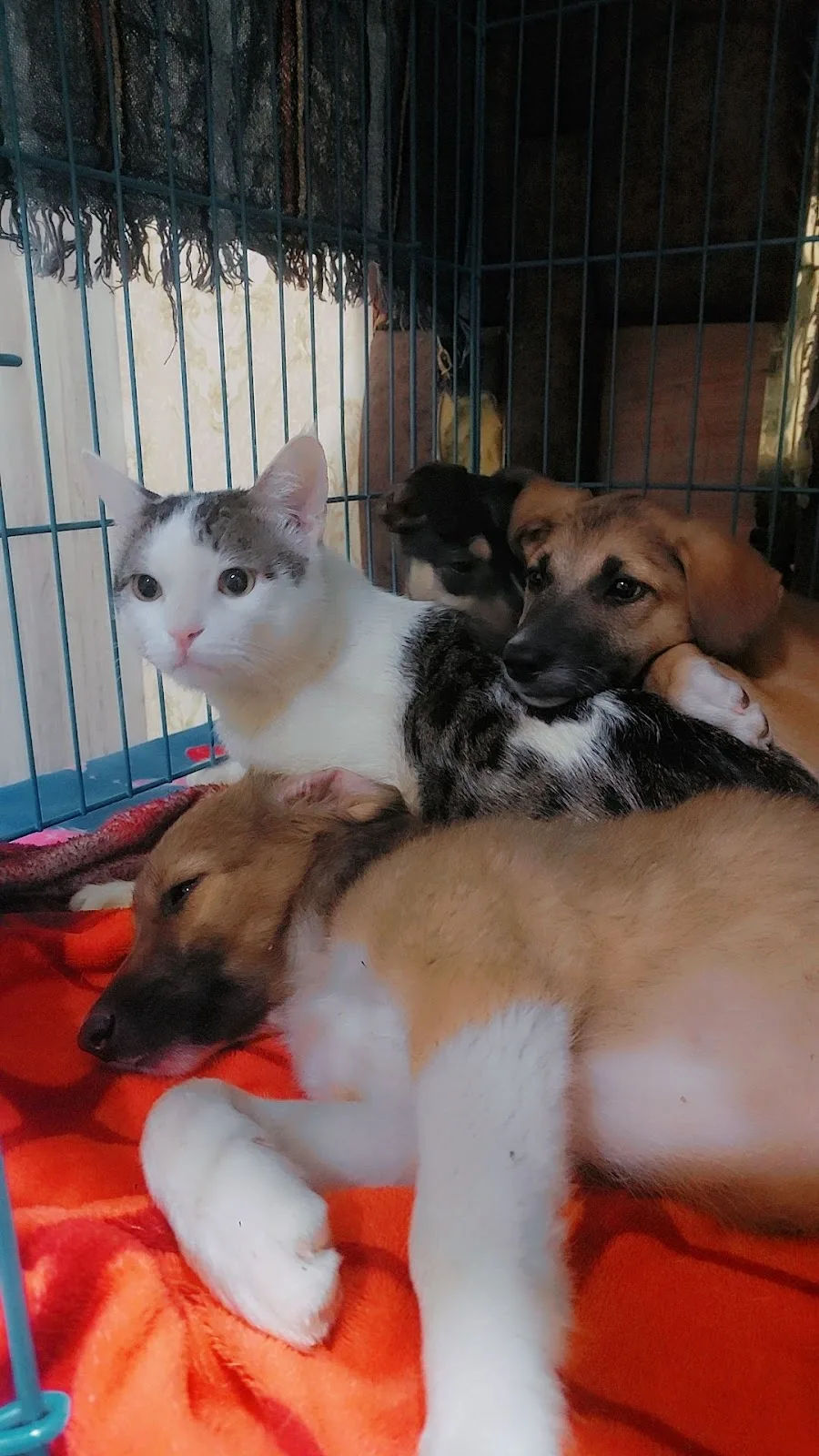 Pawsitive Route (Home Based Dog and Cat Boarding)