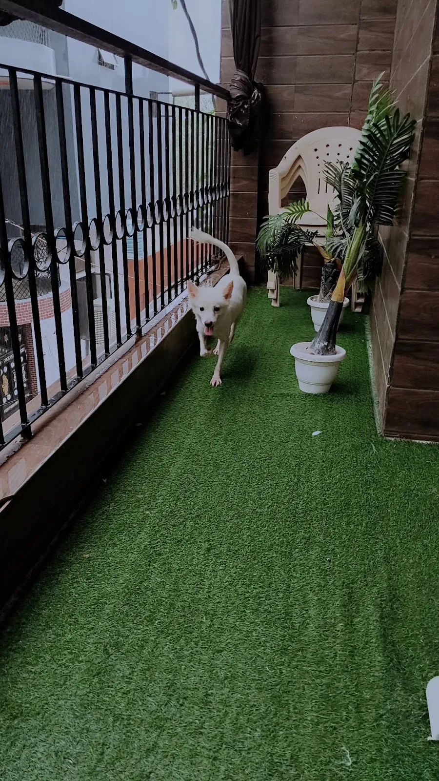 Pawsitive Route (Home Based Dog and Cat Boarding)