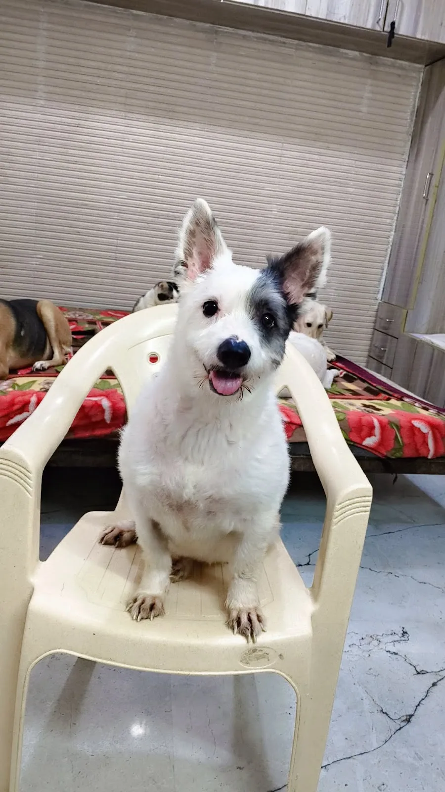 Pawsitive Route (Home Based Dog and Cat Boarding)