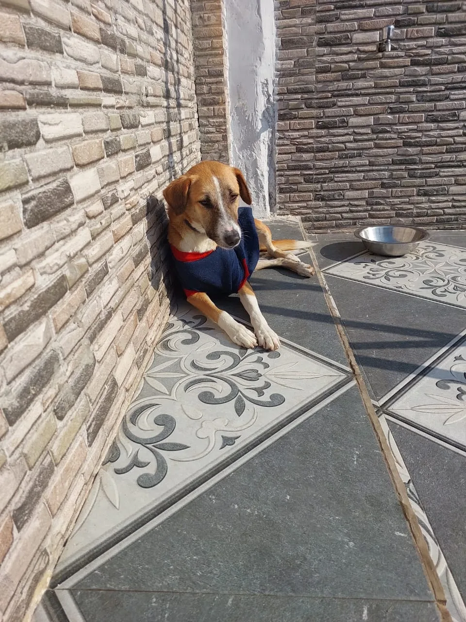 Pawsitive Route (Home Based Dog and Cat Boarding)