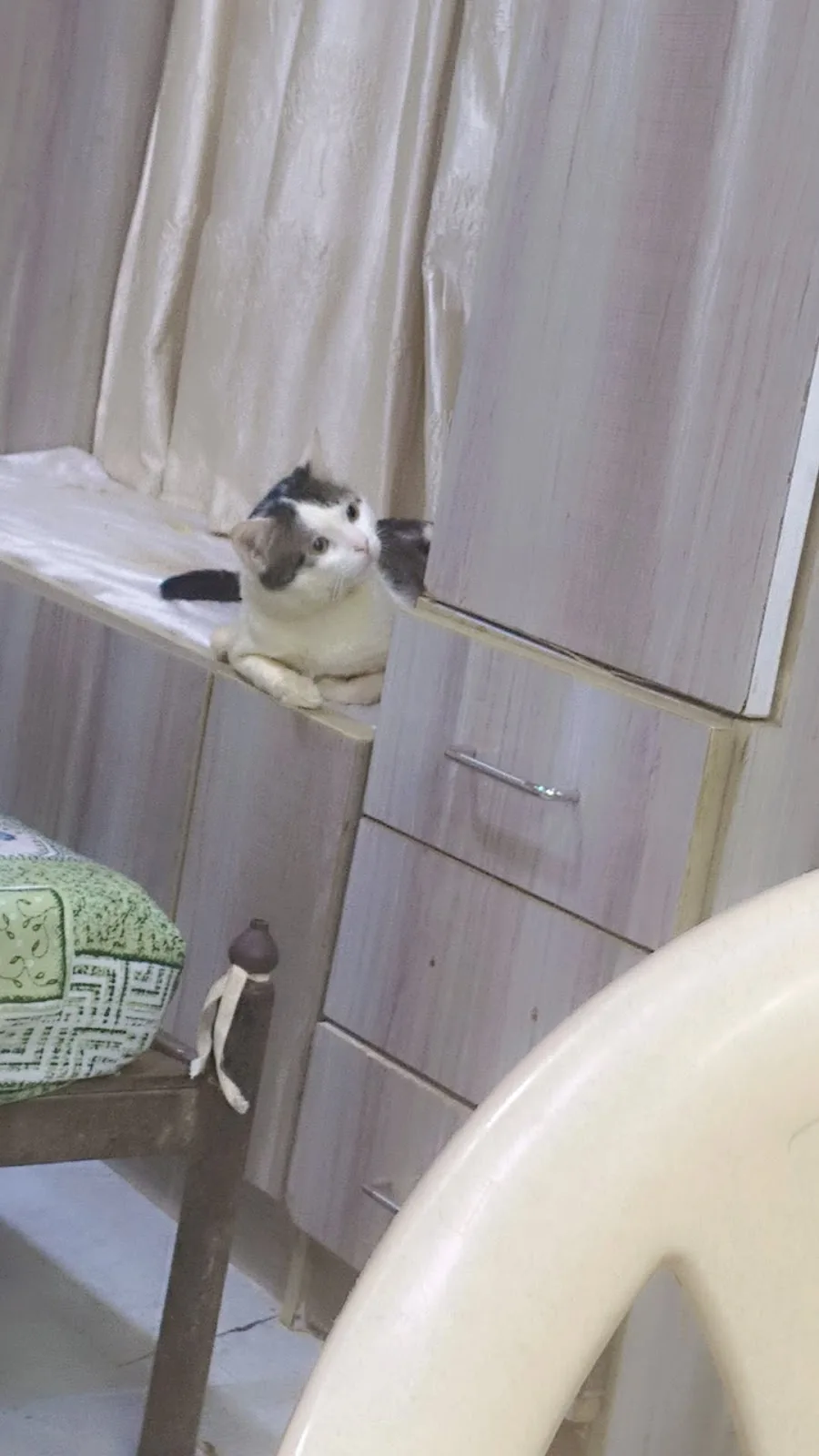 Pawsitive Route (Home Based Dog and Cat Boarding)