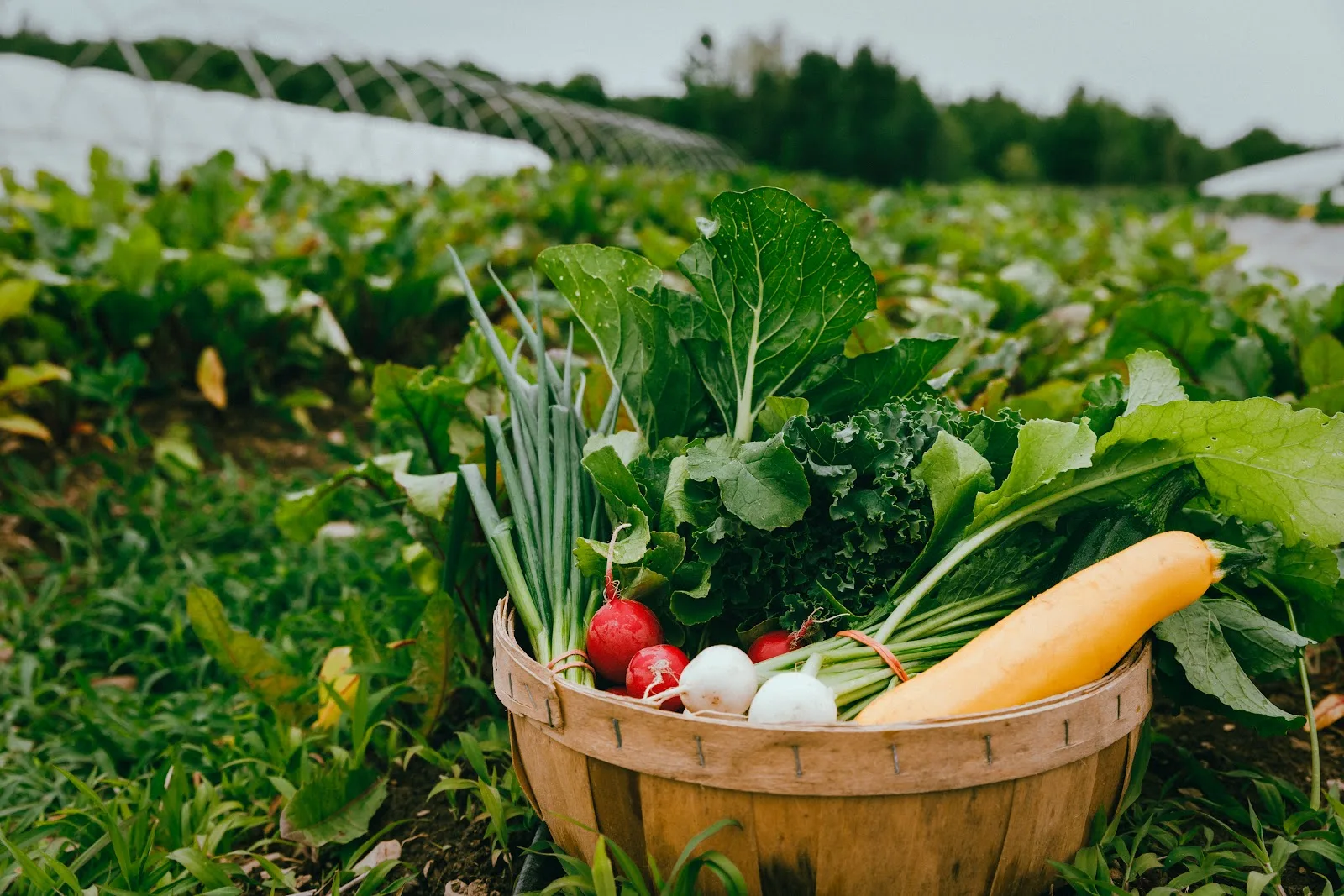 Réseau des fermiers·ères de famille / Family farmers Network