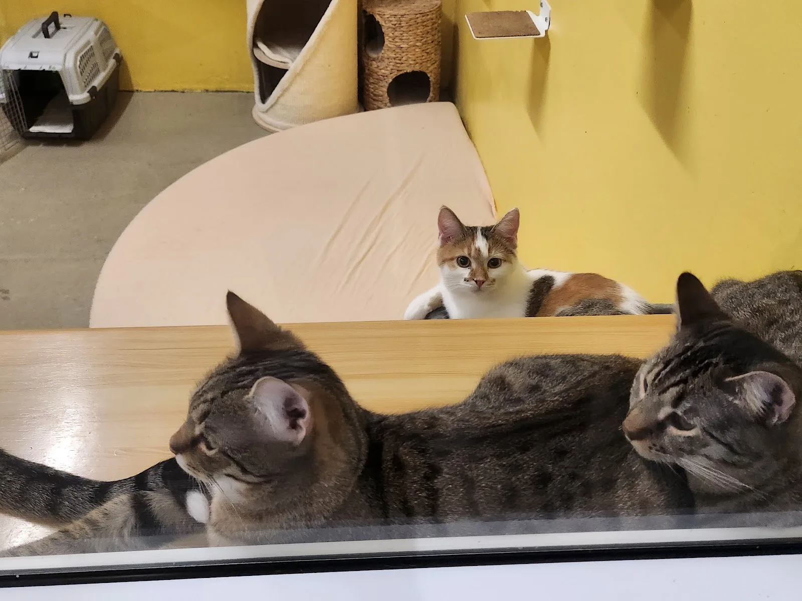 Viennese Animal Protection Society