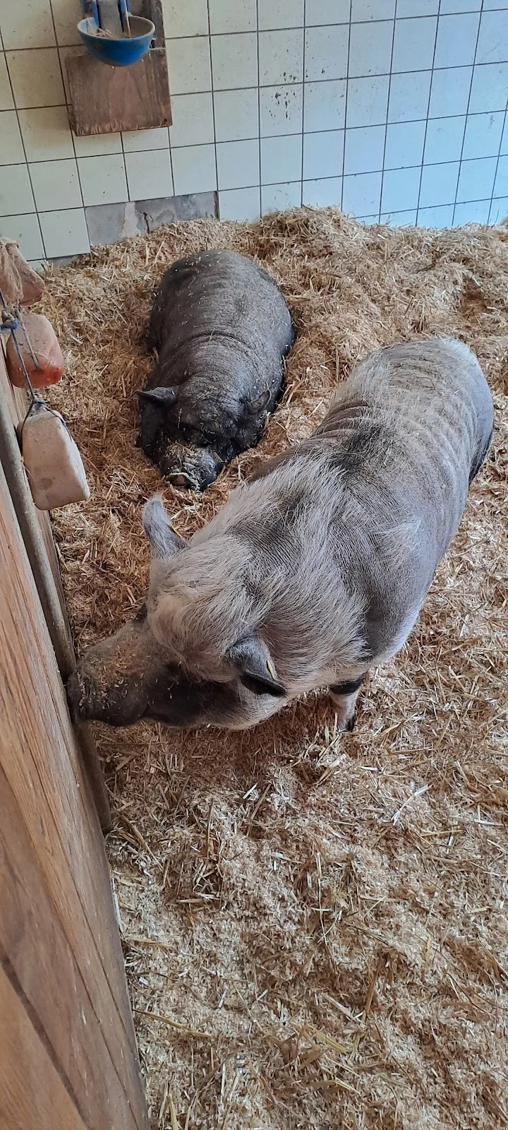 Viennese Animal Protection Society