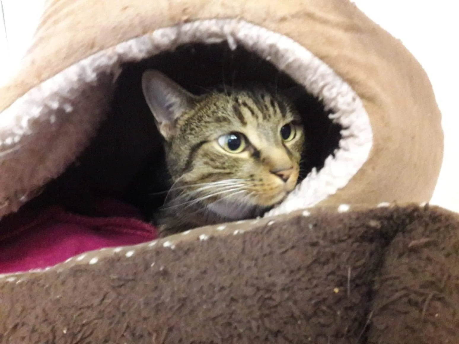Cats Protection - Scotland Cat Centre