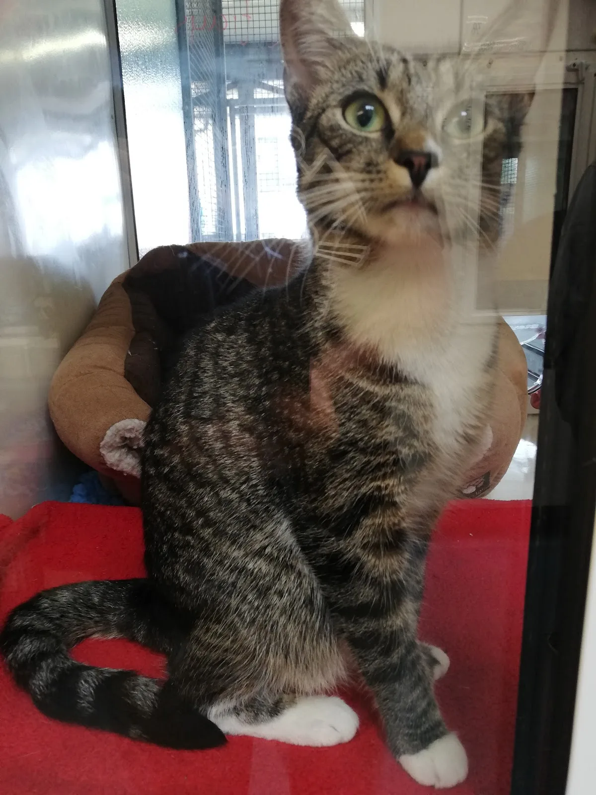 Cats Protection - Scotland Cat Centre