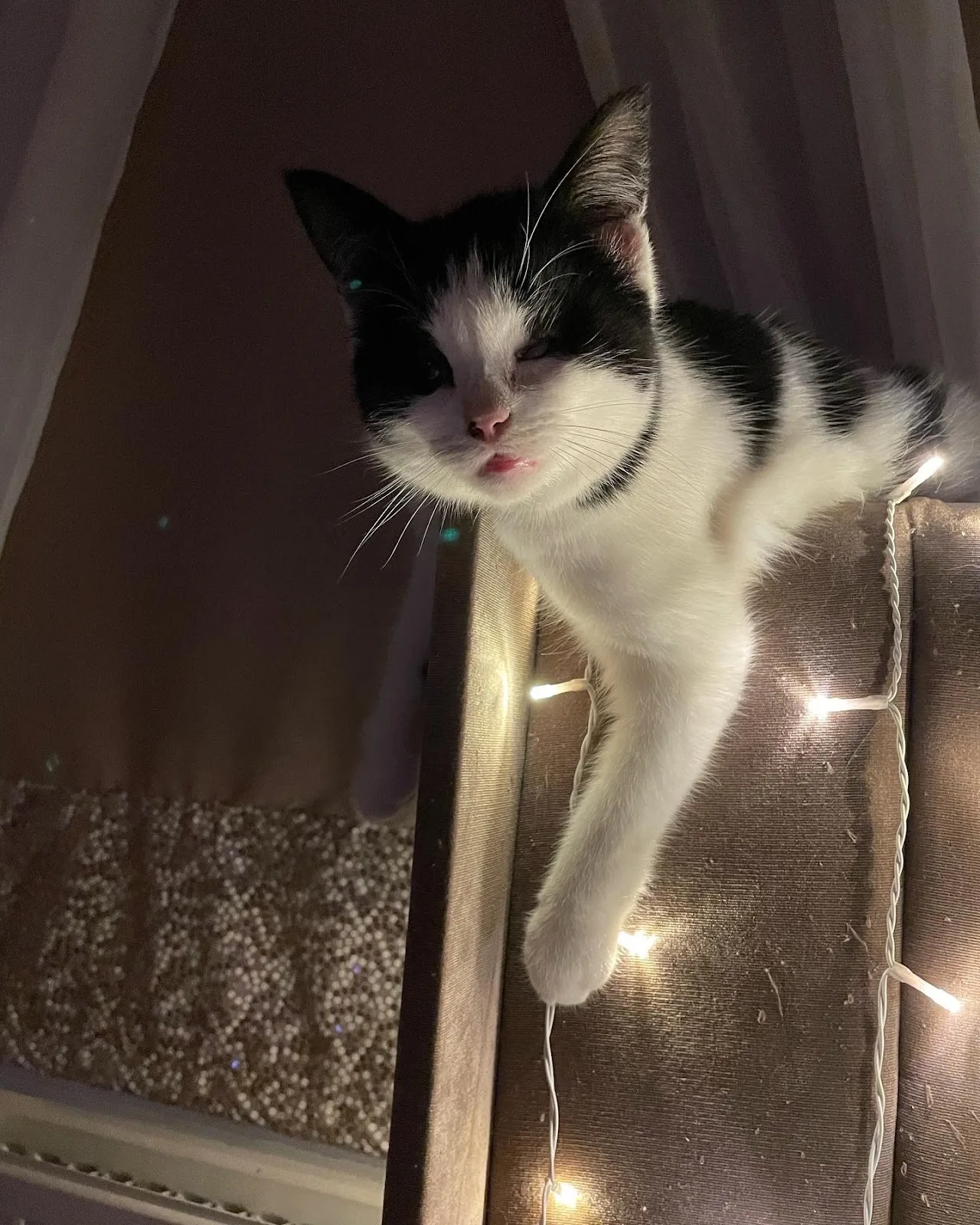 Cats Protection - Scotland Cat Centre