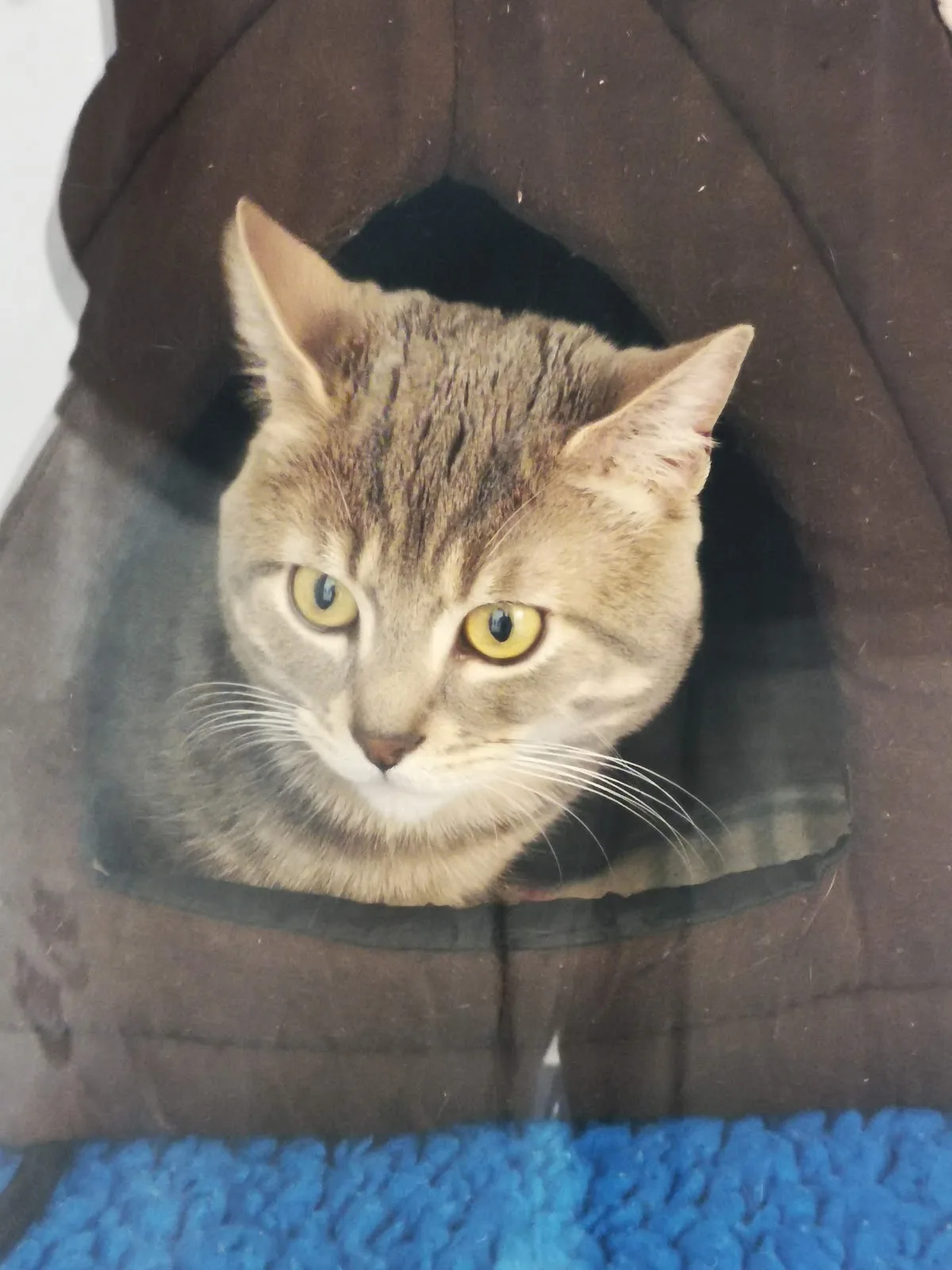 Cats Protection - Scotland Cat Centre