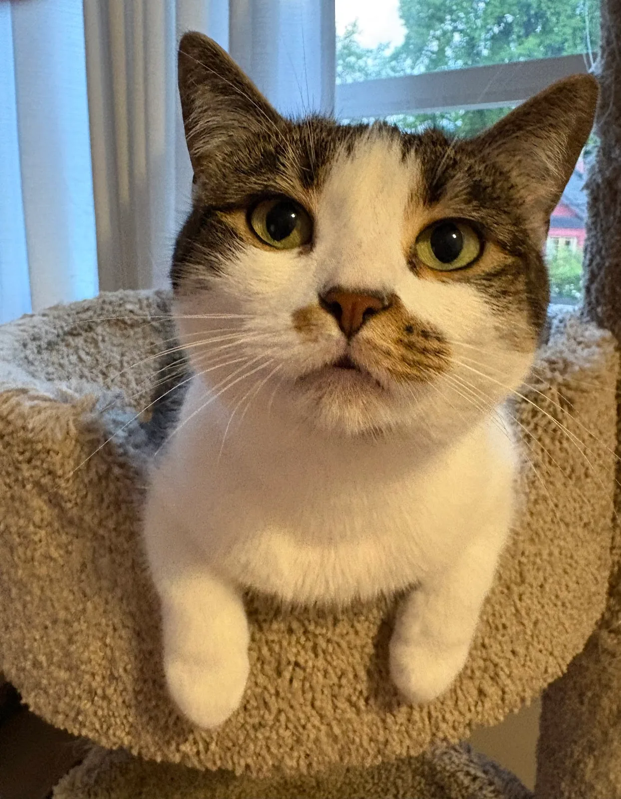 VOKRA - Vancouver Orphan Kitten Rescue Association