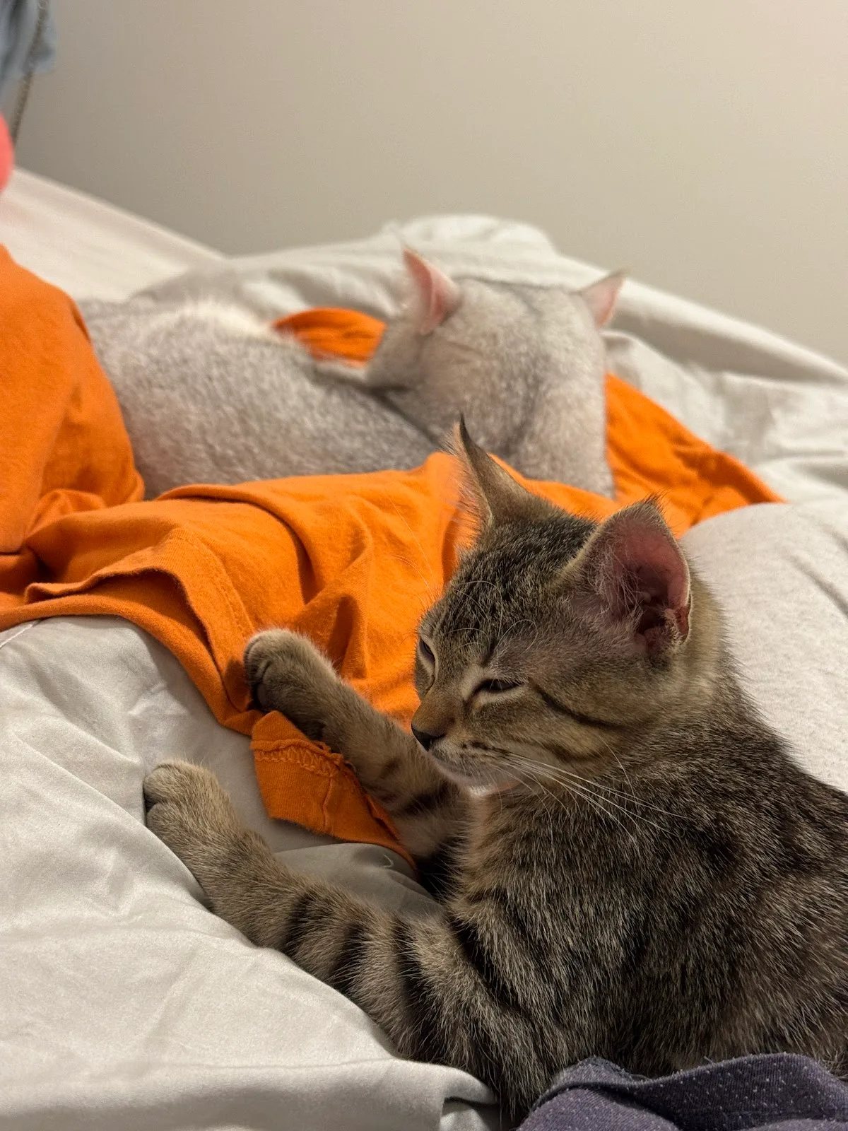VOKRA - Vancouver Orphan Kitten Rescue Association