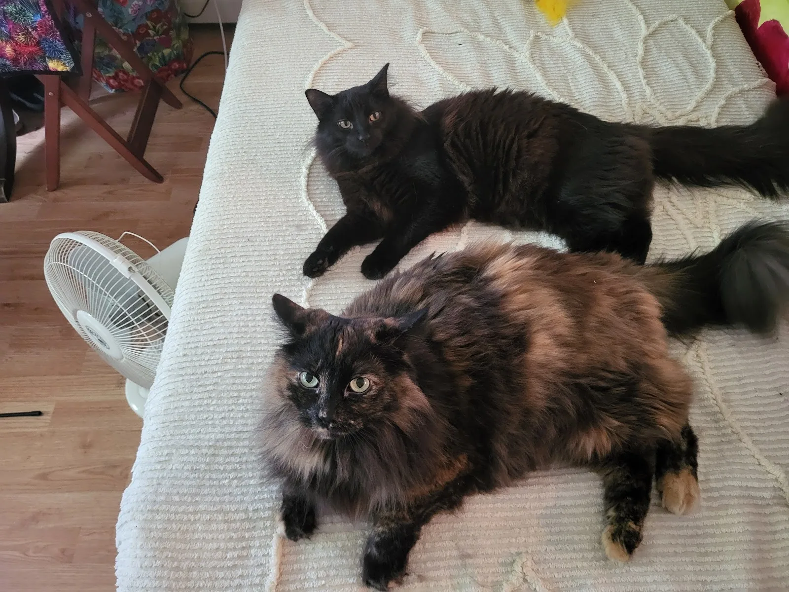VOKRA - Vancouver Orphan Kitten Rescue Association