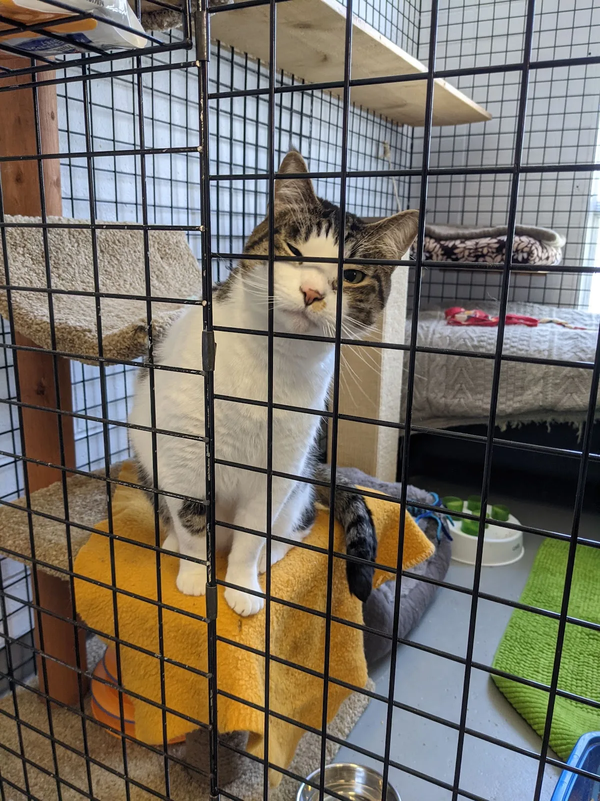 VOKRA - Vancouver Orphan Kitten Rescue Association