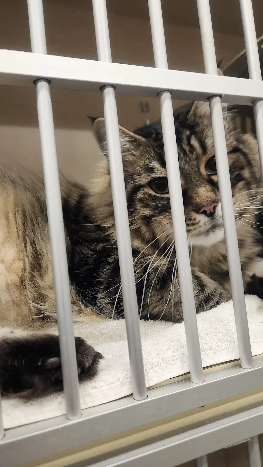 VOKRA - Vancouver Orphan Kitten Rescue Association