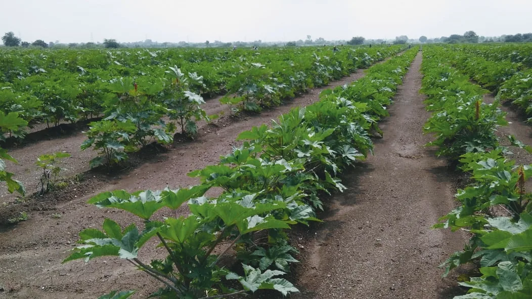Patel Organic Farm