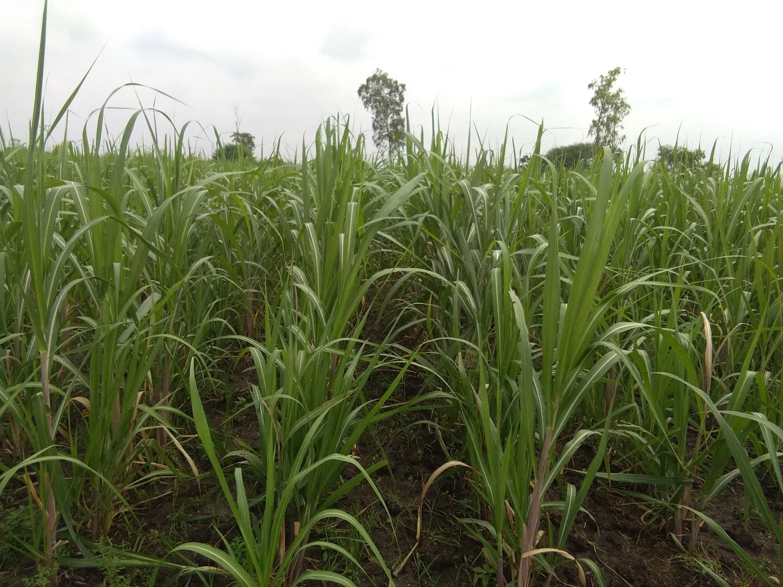 Patel Organic Farm