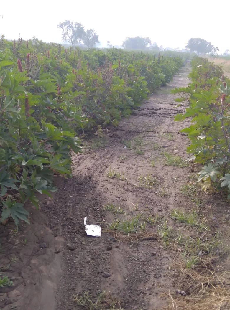 Patel Organic Farm