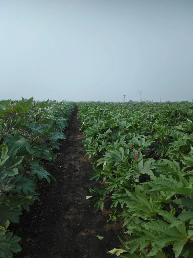 Patel Organic Farm