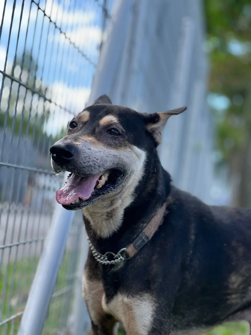 Action for Singapore Dogs (ASD)