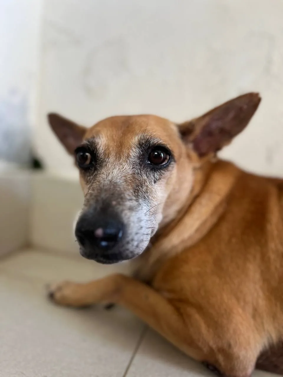 Action for Singapore Dogs (ASD)