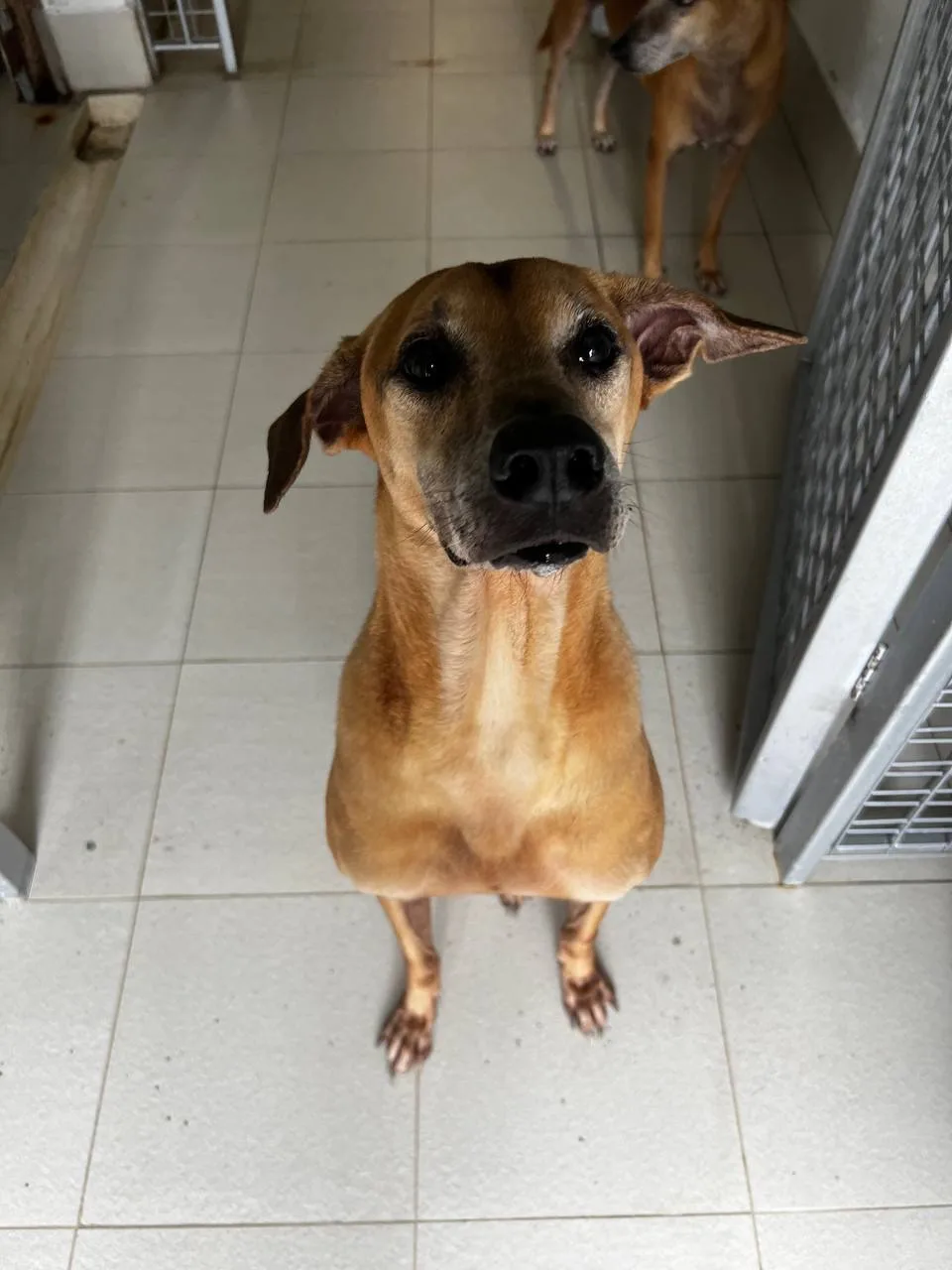 Action for Singapore Dogs (ASD)