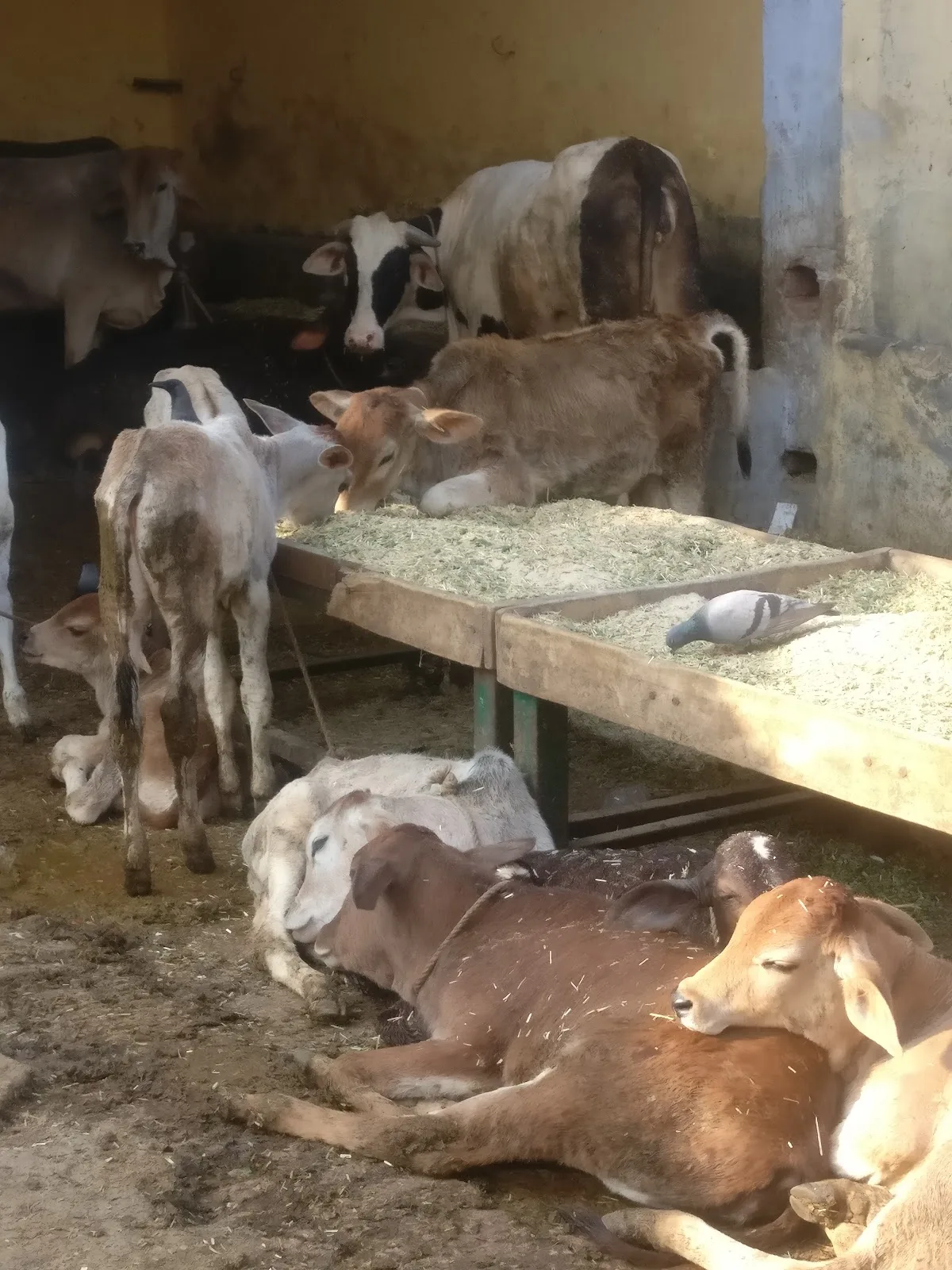Dharam Sangh Gau Sewa Sadan