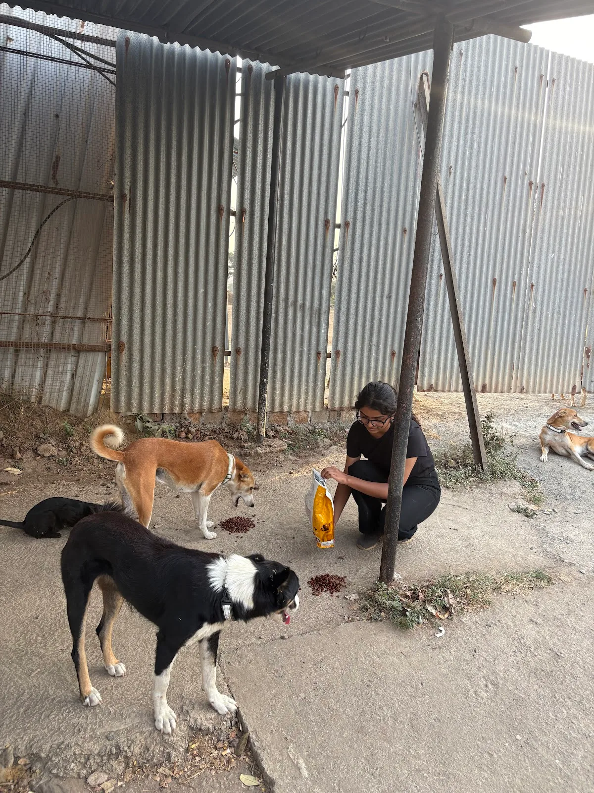 A Life For Animals