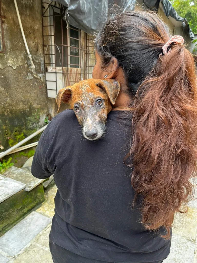 A Life For Animals