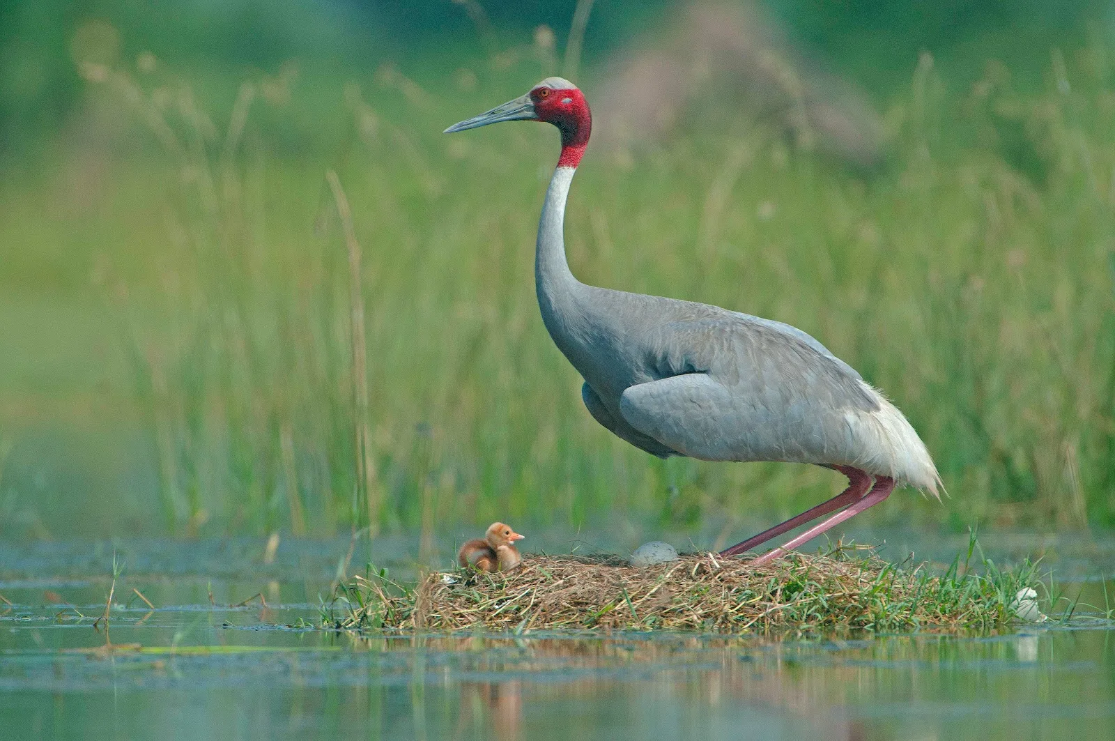 Wildlife Trust Of India