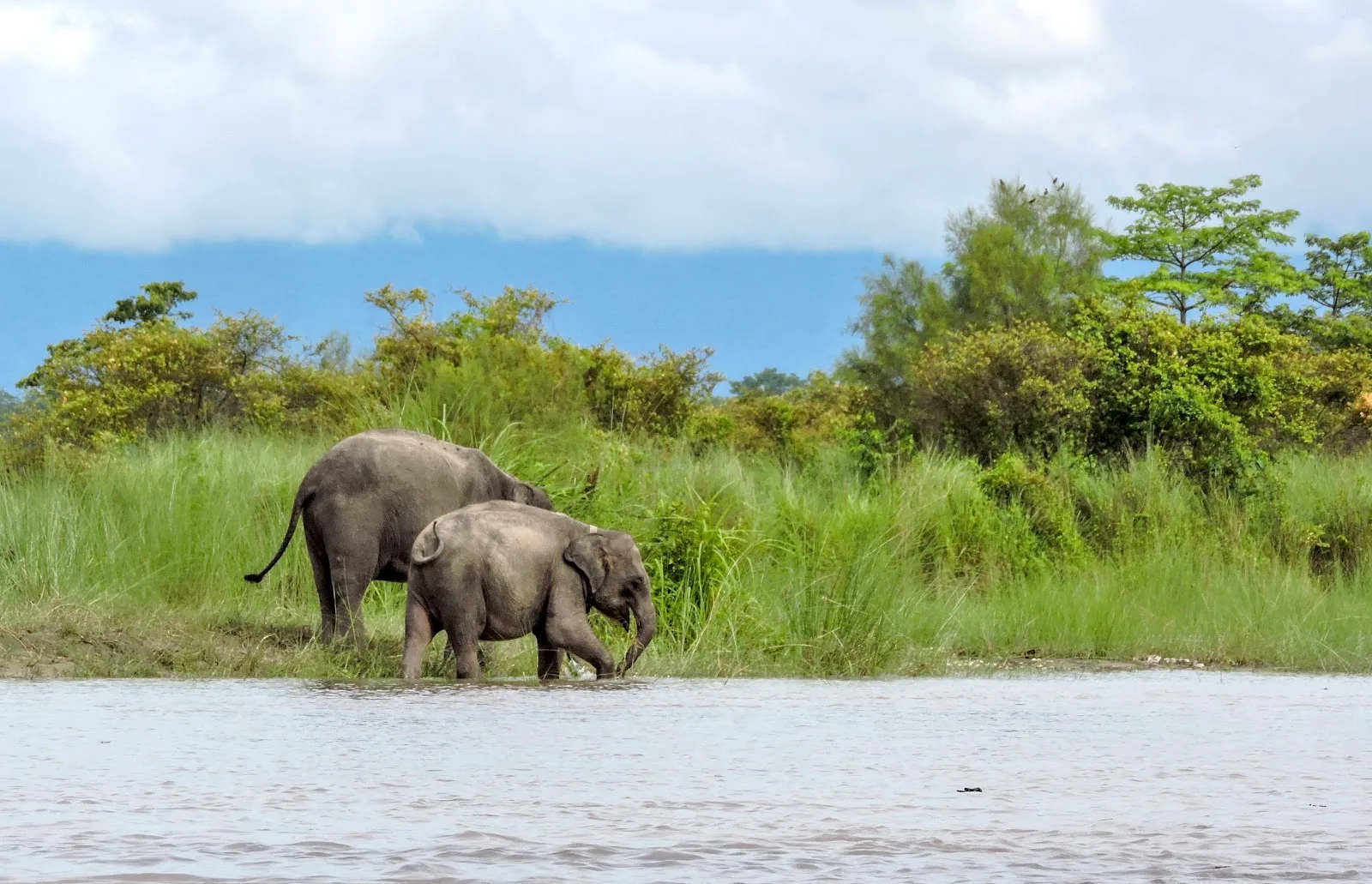 Wildlife Trust Of India